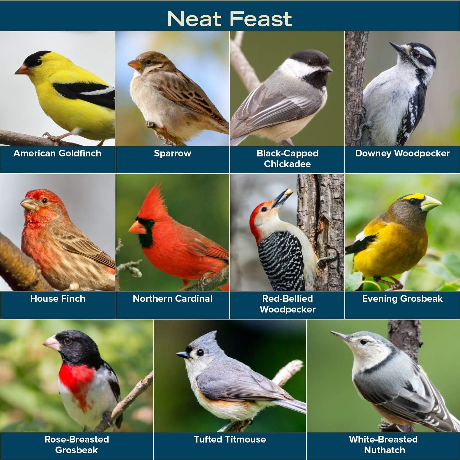 Neat Feast Wild Bird Seed | Convenient Shell-Free Mix | Attracts Wide Variety of Birds | 20 Pound Bag